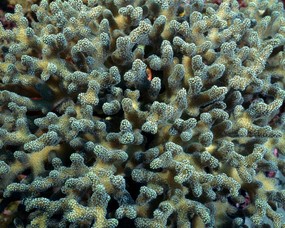 珊瑚海葵 2 16 珊瑚海葵 动物壁纸