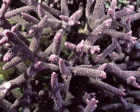 珊瑚海葵 2 15 珊瑚海葵 动物壁纸