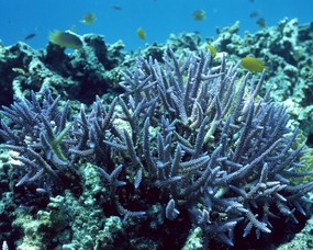 珊瑚海葵 2 14 珊瑚海葵 动物壁纸