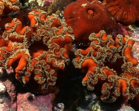 珊瑚海葵 2 11 珊瑚海葵 动物壁纸