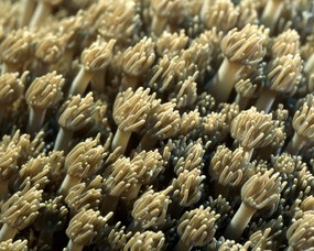 珊瑚海葵 2 10 珊瑚海葵 动物壁纸