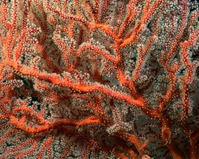 珊瑚海葵 2 8 珊瑚海葵 动物壁纸