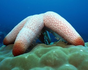珊瑚海葵 2 7 珊瑚海葵 动物壁纸