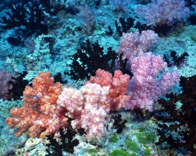 珊瑚海葵 2 2 珊瑚海葵 动物壁纸