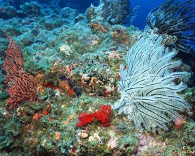 珊瑚海葵 2 1 珊瑚海葵 动物壁纸