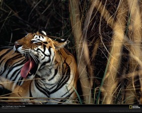 摄影师镜头下的野生动物 动物壁纸