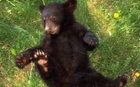 大尺寸世界各地动物壁纸精选 第二辑 A Playful Black Bear Cub 玩耍的小黑熊图片壁纸 世界各地动物壁纸 第二辑 动物壁纸