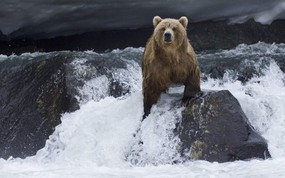 大尺寸世界各地动物壁纸精选 第二辑 Brown Bear Foraging for Salmon Kamchatka Russia 正在捕食鲑鱼的俄罗斯棕熊图片壁纸 世界各地动物壁纸 第二辑 动物壁纸
