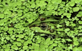 大尺寸世界各地动物壁纸精选 第二辑 Camouflage Frog 青蛙的保护色图片壁纸 世界各地动物壁纸 第二辑 动物壁纸