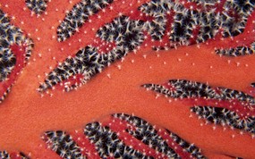 大尺寸世界各地动物壁纸精选 第二辑 Gorgonia Truk Lagoon Micronesia 西太平洋群岛 柳珊瑚图片壁纸 世界各地动物壁纸 第二辑 动物壁纸