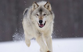 大尺寸世界各地动物壁纸精选 第二辑 Gray Wolf Minnesota 明尼苏达灰狼图片壁纸 世界各地动物壁纸 第二辑 动物壁纸