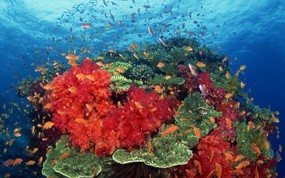 大尺寸世界各地动物壁纸精选 第二辑 Hard and Soft Corals South Pacific 南太平洋珊瑚群图片壁纸 世界各地动物壁纸 第二辑 动物壁纸