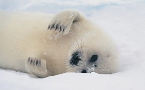 大尺寸世界各地动物壁纸精选 第二辑 Harp Seal Pup 格陵兰小海豹图片壁纸 世界各地动物壁纸 第二辑 动物壁纸
