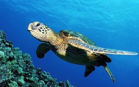 大尺寸世界各地动物壁纸精选 第二辑 Green Sea Turtle 海龟图片壁纸 世界各地动物壁纸 第二辑 动物壁纸