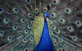 大尺寸世界各地动物壁纸精选 第二辑 Indian Blue Peacock 印度蓝孔雀图片壁纸 世界各地动物壁纸 第二辑 动物壁纸
