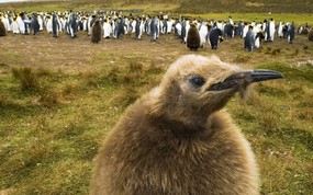 大尺寸世界各地动物壁纸精选 第二辑 King Penguin Chick Falkland Islands 福克兰群岛帝企鹅幼企鹅图片壁纸 世界各地动物壁纸 第二辑 动物壁纸
