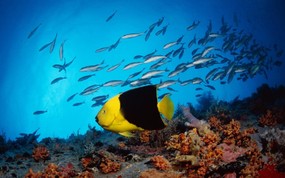 大尺寸世界各地动物壁纸精选 第二辑 Rock Beauty 海底礁石生物群图片壁纸 世界各地动物壁纸 第二辑 动物壁纸