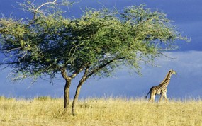 大尺寸世界各地动物壁纸精选 第二辑 Lone Giraffe on the Serengeti Africa 非洲草原长颈鹿图片壁纸 世界各地动物壁纸 第二辑 动物壁纸