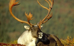 大尺寸世界各地动物壁纸精选 第二辑 Male Caribou Alaska 阿拉斯加驯鹿图片壁纸 世界各地动物壁纸 第二辑 动物壁纸