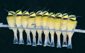 大尺寸世界各地动物壁纸精选 第二辑 Yellow Bee Eaters 黄色食蜂鸟图片壁纸 世界各地动物壁纸 第二辑 动物壁纸