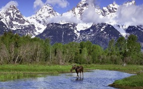 大尺寸世界各地动物壁纸精选 第二辑 Moose Wading in a River Grand Teton National Park Wyoming 大提顿国家公园的驼鹿图片壁纸 世界各地动物壁纸 第二辑 动物壁纸