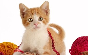 大尺寸世界各地动物壁纸精选 第二辑 Playful Kitten 顽皮的小猫咪图片壁纸 世界各地动物壁纸 第二辑 动物壁纸