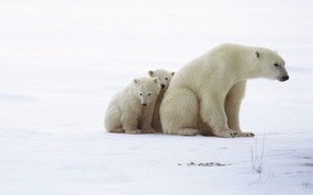 大尺寸世界各地动物壁纸精选 第二辑 Polar Bear Family 北极熊一家图片壁纸 世界各地动物壁纸 第二辑 动物壁纸