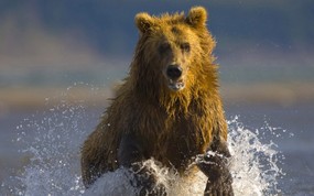 大尺寸世界各地动物壁纸精选 第三辑 Alaskan Brown Bear Hallo Bay Alaska 阿拉斯加空虚湾 阿拉斯加棕熊图片壁纸 世界各地动物壁纸 第三辑 动物壁纸
