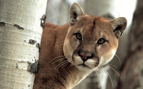 大尺寸世界各地动物壁纸精选 第三辑 A Watchful Cougar 美洲狮图片壁纸 世界各地动物壁纸 第三辑 动物壁纸