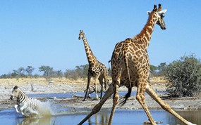 大尺寸世界各地动物壁纸精选 第三辑 Action at the Watering Hole Etosha National Park Namibia 纳米比亚 埃托夏国家公园水潭边图片壁纸 世界各地动物壁纸 第三辑 动物壁纸