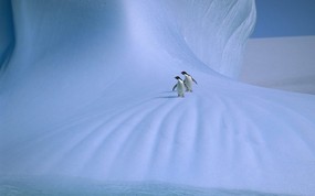 大尺寸世界各地动物壁纸精选 第三辑 Adelie Penguins Antarctica 南极 阿德利企鹅图片壁纸 世界各地动物壁纸 第三辑 动物壁纸