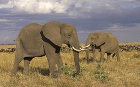大尺寸世界各地动物壁纸精选 第三辑 African Elephants Masai Mara Kenya 马赛马拉 非洲象图片壁纸 世界各地动物壁纸 第三辑 动物壁纸