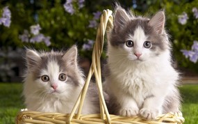 大尺寸世界各地动物壁纸精选 第三辑 Basket of Kittens 小猫图片壁纸 世界各地动物壁纸 第三辑 动物壁纸