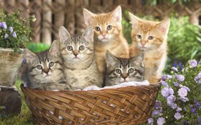 大尺寸世界各地动物壁纸精选 第三辑 Basketful of Tabby Kittens 斑纹小猫图片壁纸 世界各地动物壁纸 第三辑 动物壁纸