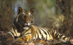 大尺寸世界各地动物壁纸精选 第三辑 Bengal Tiger Resting Bandhavgarh National Park India 印度班德哈夫国家公园 孟加拉虎图片壁纸 世界各地动物壁纸 第三辑 动物壁纸