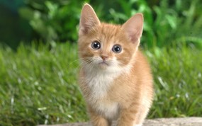大尺寸世界各地动物壁纸精选 第三辑 Curious Tabby Kitten 好奇的小家猫图片壁纸 世界各地动物壁纸 第三辑 动物壁纸