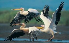 大尺寸世界各地动物壁纸精选 第三辑 Eastern White Pelicans in Flight 白鹈鹕图片壁纸 世界各地动物壁纸 第三辑 动物壁纸
