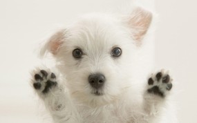 大尺寸世界各地动物壁纸精选 第三辑 Window Watcher West Highland White Terrier 西高地白梗图片壁纸 世界各地动物壁纸 第三辑 动物壁纸