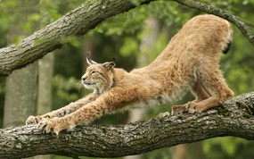 大尺寸世界各地动物壁纸精选 第三辑 European Lynx 欧洲猞猁图片壁纸 世界各地动物壁纸 第三辑 动物壁纸
