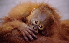 大尺寸世界各地动物壁纸精选 第三辑 Suckling Baby Orangutan 小猩猩图片壁纸 世界各地动物壁纸 第三辑 动物壁纸