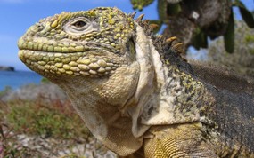 大尺寸世界各地动物壁纸精选 第三辑 Galapagos Land Iguana Galapagos Islands Ecuador 加拉帕哥斯群岛 陆鬣蜥图片壁纸 世界各地动物壁纸 第三辑 动物壁纸