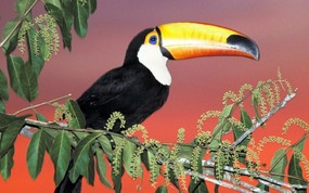 大尺寸世界各地动物壁纸精选 第三辑 Toco Toucan Pantanal Brazil 巴西 托哥大嘴鸟图片壁纸 世界各地动物壁纸 第三辑 动物壁纸