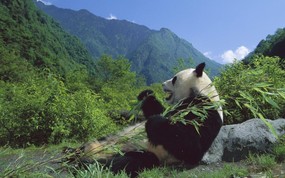 大尺寸世界各地动物壁纸精选 第三辑 Giant Panda Eating Bamboo Wolong Nature Reserve Sichuan China 四川卧龙 大熊猫图片壁纸 世界各地动物壁纸 第三辑 动物壁纸