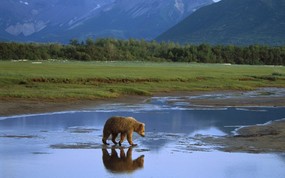 大尺寸世界各地动物壁纸精选 第三辑 Grizzly Bear Crossing River Katmai National Park Alaska 卡特迈国家公园 大灰熊图片壁纸 世界各地动物壁纸 第三辑 动物壁纸