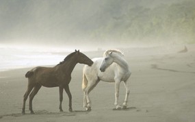 大尺寸世界各地动物壁纸精选 第三辑 Wild Horses in Fog Osa Peninsula Costa Rica 哥斯达黎加 野马图片壁纸 世界各地动物壁纸 第三辑 动物壁纸
