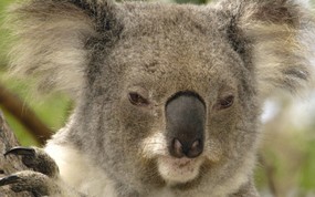 大尺寸世界各地动物壁纸精选 第三辑 Koala Portrait Lone Pine Koala Sanctuary Brisbane Australia 澳洲布里斯班 树袋熊图片壁纸 世界各地动物壁纸 第三辑 动物壁纸