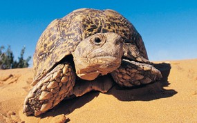 大尺寸世界各地动物壁纸精选 第三辑 Leopard Tortoise Kalahari Desert 喀拉哈里沙漠 豹纹陆龟图片壁纸 世界各地动物壁纸 第三辑 动物壁纸
