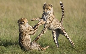 大尺寸世界各地动物壁纸精选 第三辑 Playful Cheetahs Masai Mara National Reserve Kenya 马赛马拉 印度豹图片壁纸 世界各地动物壁纸 第三辑 动物壁纸
