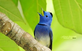 树林里的小精灵 春天可爱小鸟壁纸 蓝色精灵小鸟 黑枕蓝鹟小鸟图片壁纸 树林里的小精灵-可爱小鸟 动物壁纸