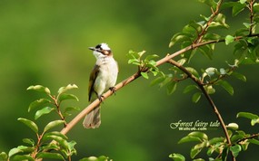 树林里的小精灵 春天可爱小鸟壁纸 白头鹎 绿叶树枝小鸟图片壁纸 树林里的小精灵-可爱小鸟 动物壁纸